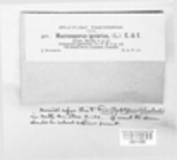 Phellinus igniarius image